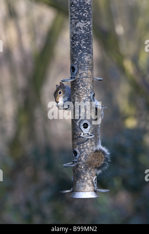 Grauhörnchen - Sciurus Carolinensis am Futterhäuschen Stockfoto