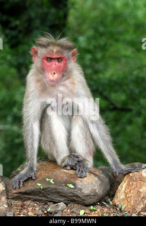 Junge männliche Bonnet Macaque Macaca Radiata saß auf Rock starrte nach vorne genommen In Chinnar Wildlife Sanctuary, Indien Stockfoto