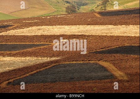 Muster nach links gesteuert durch Heidekraut brennen in Angus Glens, Schottland Stockfoto