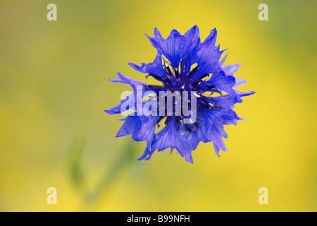 Kornblume (Centaurea Cyanus), close-up Portrait unter gelben Blüten Stockfoto