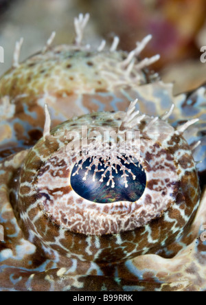 Eine Nahaufnahme der seltsame Muster auf das Auge eines Fisches Krokodil am Knurrhahn Boden Reef in der Celebes-See, Sabah Malaysia Stockfoto