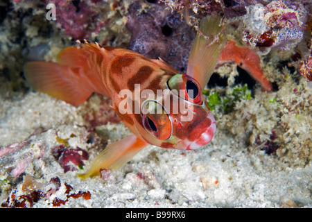 Der Schwarzspitzen-Zackenbarsch erscheint in seiner Clown-Verkleidung am Knurrhahn Boden Reef in der Celebes-See, Sabah, Malaysia. Stockfoto