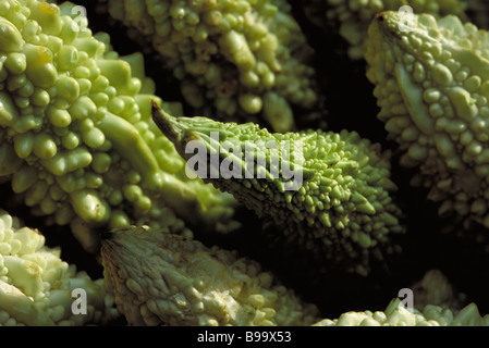 Bitter Melone, extreme Nahaufnahme Stockfoto