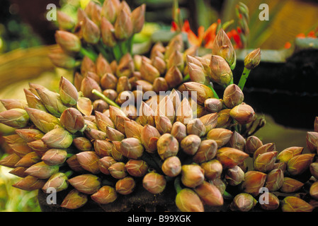 Lotus-Knospen Stockfoto