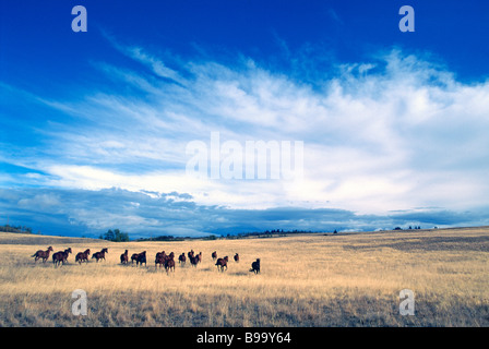 Herde von kostenlose Roaming Wildpferde laufen auf Ranchland auf einer Ranch in der Nähe von Merritt, BC, Britisch-Kolumbien Kanada Stockfoto