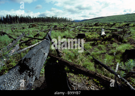 Wiederaufforstung, Regeneration und Nachwachsen der Bäume und Pflanzen nach einem Waldbrand in Northern BC, Britisch-Kolumbien, Kanada Stockfoto