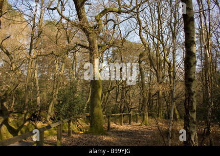 Woodland Pfad Surrey England an hellen Frühlingstag Stockfoto