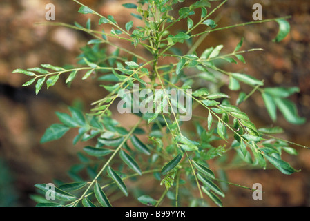 Currybaum, close-up Stockfoto