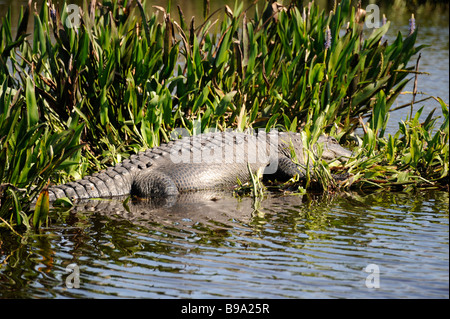 Alligator im Wasser im Kreis B Bar Reserve Umwelt Natur Center Lakeland Florida Polk County U S Stockfoto