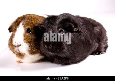 Meerschweinchen auf weißen Hintergrund Stockfoto