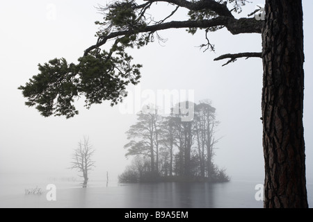 Kiefern (Pinus Sylvestris) im Nebel im Loch Mallachie, RSPB Waldreservat Abernethy Cairngorms National Park. Stockfoto