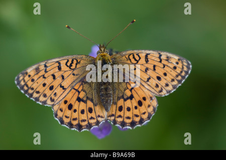 Geringerem marmorierte Fritillary Brenthis ino Stockfoto