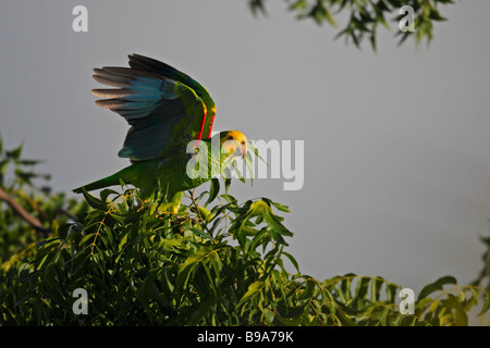 Gelb geschultert Parrot Amazona Barbadensis Flug Stockfoto