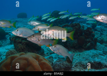 Schule der Schulmeister Lutjanus Apodus und Mahagoni Snapper Lutjanus Mahogoni an einem Korallenriff Stockfoto