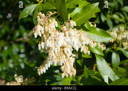 Blumen der Pieris Japonica gemeinsamen Namen Lilie des Tales Busch Bergfeuer Stockfoto