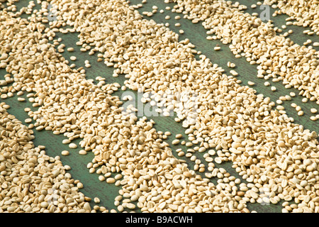 Geernteten & verarbeiteten Kona Kaffee Bohnen trocknen. Stockfoto