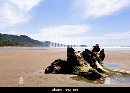 Treibholz liegen entlang des Strandes in Playa Dominical, Costa Rica. Stockfoto