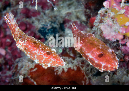 Dieses paar Broadclub Tintenfische gefangen Durchführung ihrer Paarungsritual in der Celebes-See in der Nähe von Sipadan Island, Malaysia. Stockfoto