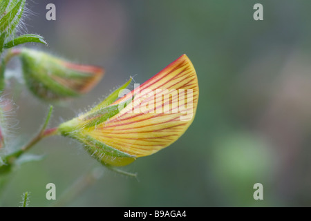 Große gelbe Restharrow Ononis natrix Stockfoto