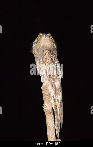 Nördlichen aber Nyctibius Jamaicensis Mexicanus San Blas Nayarit Mexiko 20 Januar Erwachsenen Nyctibiidae Stockfoto