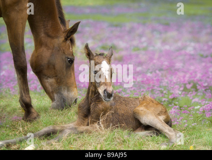 Appaloosa Pferd Stute mit neugeborenen Fohlen auf der Weide Stockfoto