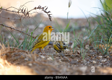 Safran Finch Sicalis Flaveola Flaveola auch bekannt als brasilianische Safran Finch Sparrow Finch oder gelbe Finch Stockfoto