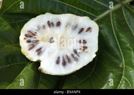 Halbierte "Noni"-Frucht. Stockfoto