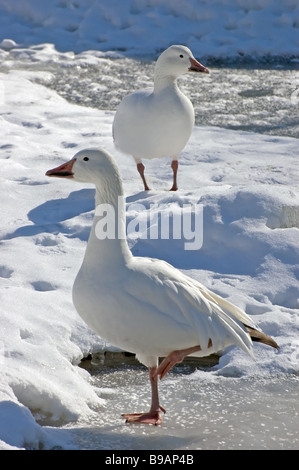 Ein paar von Schneegänsen im winter Stockfoto