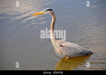 Great Blue Heron watet in Florida Wasser uns Stockfoto