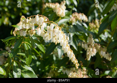 Blumen der Pieris Japonica gemeinsamen Namen Lilie des Tales Busch Bergfeuer Stockfoto