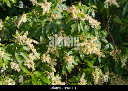 Blumen der Pieris Japonica gemeinsamen Namen Lilie des Tales Busch Bergfeuer Stockfoto