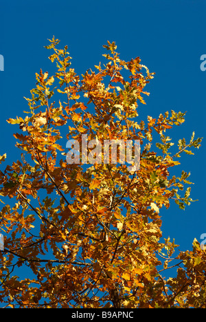 Farbige Herbstblätter in braun und gelb hell erleuchteten Denmakr Skandinavien Stockfoto