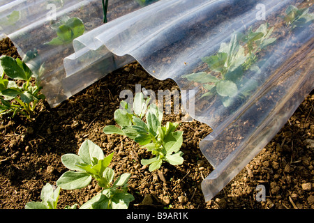 Kleine Pflanzen wachsen unter dem Schutz eines Poly-Tunnels. Stockfoto