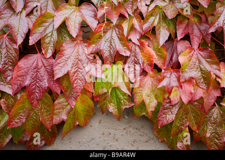 Herbst Efeu. Leuchtenden Rot- und Grüntöne eine Boston-Efeu Weinbau an der Seite eines Hauses. Stockfoto