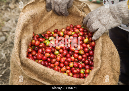 Geernteten Kona Coffee Beans im Leinensack. Stockfoto