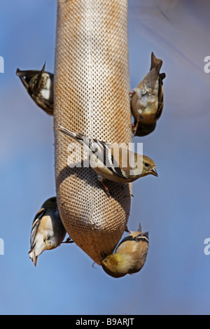 Amerikanische Stieglitz Zuchtjahr Tristis Tristis mehrere Personen im Winterkleid auf einer Distel Tasche Feeder Stockfoto