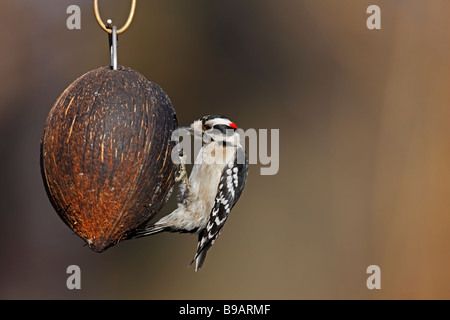 Dunenspecht Picoides Pubescens Medianus Weibchen auf eine Kokosnuss Vogelhäuschen in der Wanderung in New York s Central Park Stockfoto