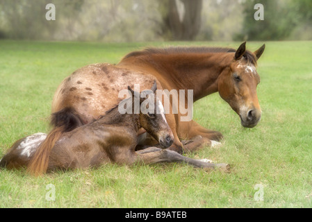 Appaloosa Pferd Stute mit neugeborenen Fohlen auf der Weide Stockfoto