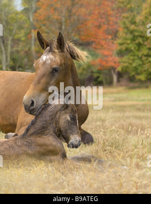 Appaloosa Pferd Stute mit neugeborenen Fohlen auf der Weide Stockfoto