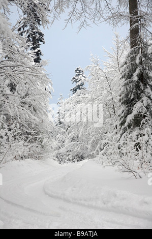 Schnee Winter-Szene in einem Wald von Gorski Kotar, Kroatien, Europa Stockfoto