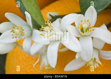 Orange Blüten gegen Obst. Stockfoto