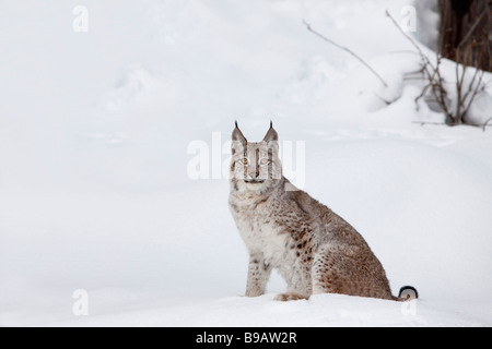 Porträt sibirischer Luchs Stockfoto