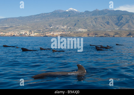 Kurzer finned Grindwale (Globicephala Macrorhynchus) in Teneriffa, Kanarische Inseln, Spanien. Stockfoto