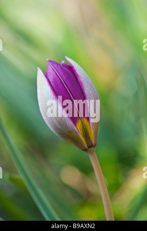 Tulipa. Humilis Persian Pearl Tulpe Stockfoto