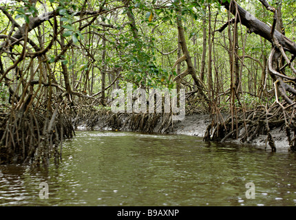 Mangroven Landschaft Canavieiras Bahia Brasilien Südamerika Stockfoto