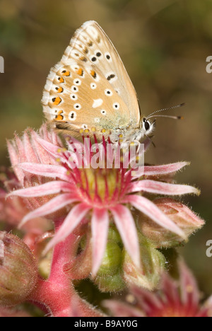 Männliche Kreide-Hügel blauer Schmetterling (Polyommatus Coridon) auf Berg-Hauswurz (Sempervivum Montanum) Stockfoto