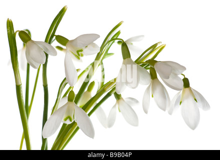 Frühling Schneeglöckchen Blumen Blumenstrauß isoliert auf weiss Stockfoto