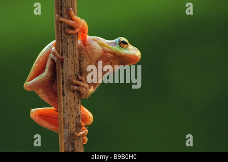 Grasfrosch Baum hängen an einem Zweig Stockfoto