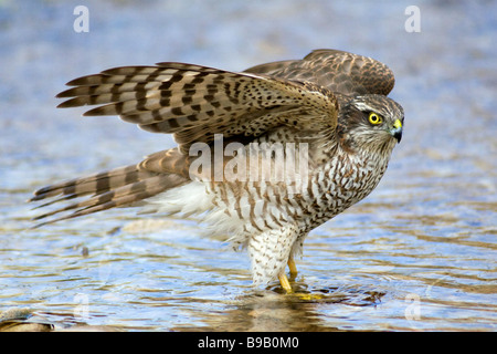 Sperber, Accipiter Nisus, junge Frau am Fluss Stockfoto