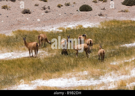 Guanacos Reserva Provincial Las Vicuñas und Laguna Brava, Argentinien Stockfoto